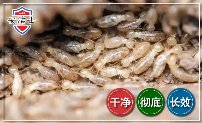 兰溪白蚁防治