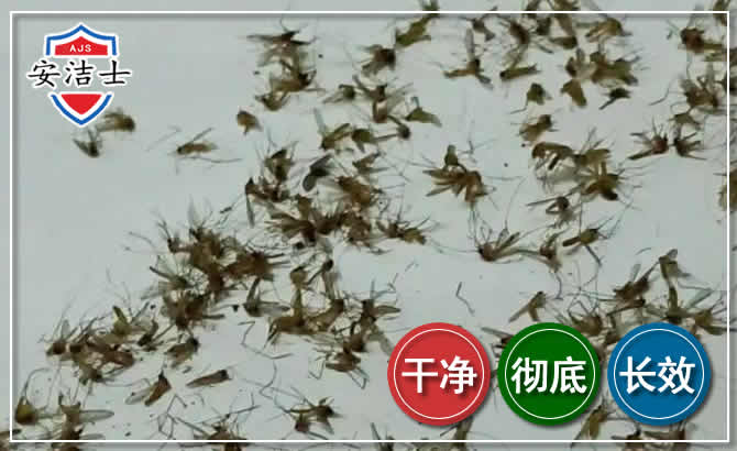 兰溪苍蝇防治-灭蝇