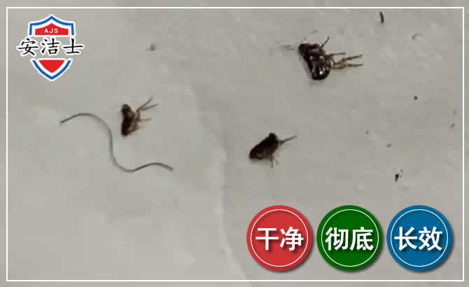 兰溪跳蚤防治-灭跳蚤