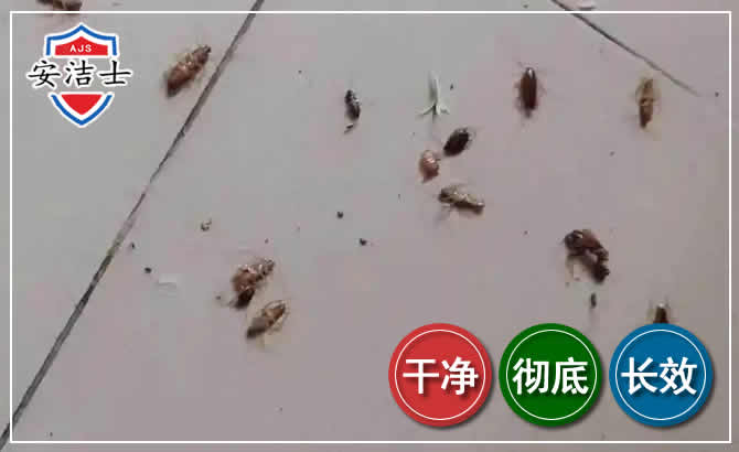 兰溪蟑螂防治-灭蟑螂