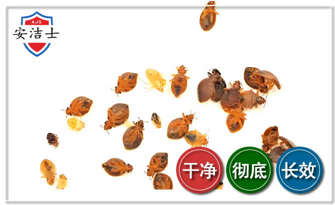 兰溪臭虫防治-消灭臭虫